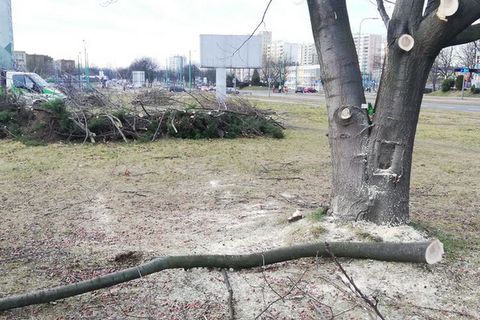Przycinanie drzew tereny zielone