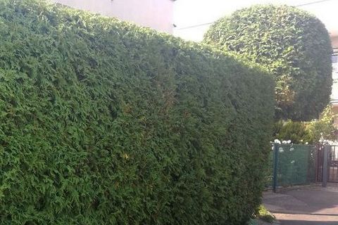 07 02 Thuje Przycinanie