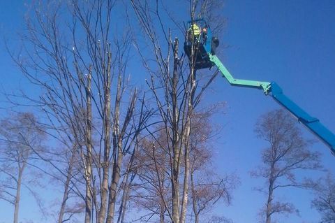 13 11 7 Wysokie Drzewa